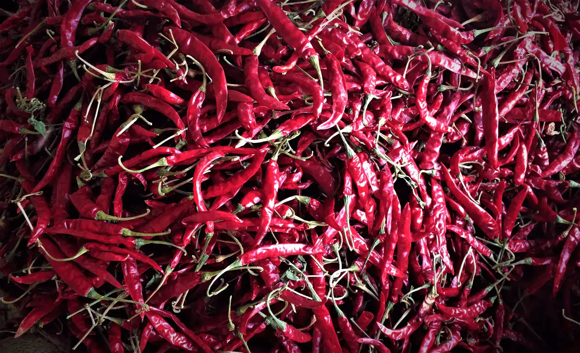 Teja S17 dry red chilli peppers - premium export grade from Guntur India